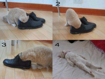 funny picture of a cat in smelly shoes